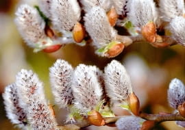 Wierzba szwajcarska (Salix helvetica) to krzew o metrowej średnicy. Szczepiony na pniu tworzy drzewka o kulistej koronie.