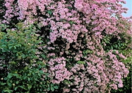 Kolkwitzia amabilis (June) SLOWA KLUCZOWE: Blume Blumen Farbe Farben Form Formen Juni Laub Pflanze Pflanzen Portrait Sommer Spr^ssling Spr^?linge Strauch Str ucher bl´hend pink rosa <berfluss Hochformat