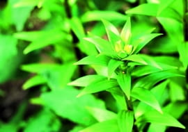 Stare okazy lilii (tu: lilia azjatycka) wydają obfite kwiatostany.