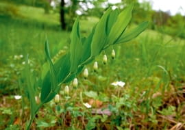 Kokoryczka wielokwiatowa