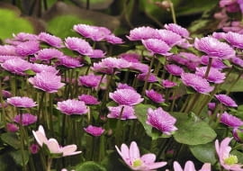 'Rosea plena' i 'Rosea'