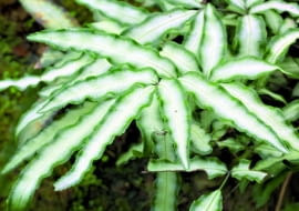 Orliczka kreteńska 'Albolineata' wyróżnia się wśród innych odmian tej paproci białymi paskami na liściach.