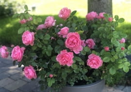 róża ‘Leonardo da Vinci’