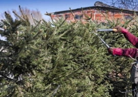 Przycinanie drzew iglastych