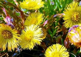 12.04.2003 WARSZAWA BYLINY WIOSNA WSKAZNIKI WIOSNY KWIAT PODBIAL POSPOLITY TUSSILAGO FARFARA FOT PAWEL SLOMCZYNSKI / AGENCJA GAZETA