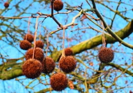 Zimujące na drzewie owoce platana są bardzo dekoracyjne, podobnie jak jego 'łaciata' kora.