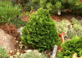 13.07.2003 SWIDNICA WOJEWODZTWO DOLNOSLASKIE OGROD PRYWATNY KOLEKCJONERA ROSLIN PANA ZDZISLAWA CHLEBICKIEGO ZDZISLAW CHLEBICKI OGRODEK SKALNY IGLAKI MINIATURKI ODMIANA KOLEKCJA CHAMAECYPARIS OBTUSA NANA BARTLEY CYPRYSIK TEPOLUSKOWY