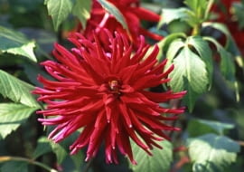 Dalie (Dahlia) to rośliny krótkiego dnia kwitnące w drugiej połowie lata. Odmiany wysokie o ciężkich, okazałych koszyczkach kwiatowych należy podpierać, aby nie połamały się na wietrze