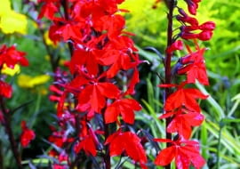 Lobelia cardinalis Bees Flame