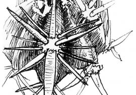 Ciernie pochodzenia liściowego u kaktusa