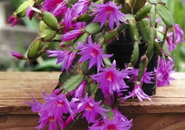 Szlumbergera czyli grudnik