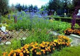 Obwódki z aksamitek jak promienie słońca znaczą linię rabatek.