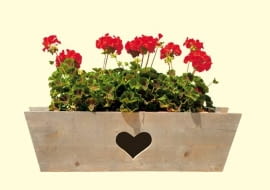 Kwiaty w skrzynkach, kwiaty na parapecie