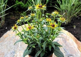 Rudbekia 'Little Goldstar' o okazałych żółtych kwiatach i niewielkiej wysokości będzie idealną ozdobą ogrodu, zwłaszcza małego.