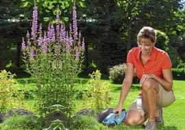 Wysokie kępki trawy, które pozostają na obrzeżach skoszonej murawy w miejscach niedostępnych dla kosiarki, psują wygląd trawnika i rabat. Warto poświęcić trochę czasu, by je wyciąć. Ułatwią nam to specjalne nożyce do trawy.