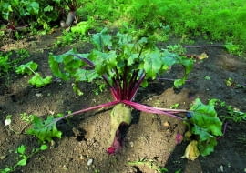 Burak zniszczony przez gryzonie.