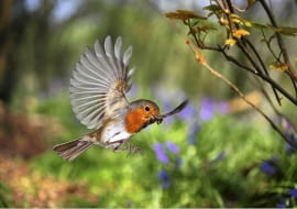 European Robin (Erithacus rubecula) bringing food for its nestlings. Europe. [Surrey, England] SLOWA KLUCZOWE: Close Up Erithacus rubecula Essen Europšer Flugreise Food FŁtterung Garten Kellerassel Nahaufnahme Rotkehlchen Schnabel Vogel VUgel europšisch fliegen fliegend fliegende fliegender fliegendes fŁttern rot tragen tršgt Europšer FŁtterung VUgel europšisch fŁttern tršgt Querformat