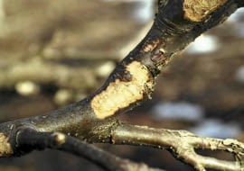 Gałęzie podgryzione przez zające