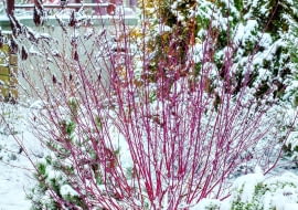 Uroda czerwonych gałązek derenia białego (Cornus alba) 'Sibirica' w krajobrazie zimowego ogrodu nie ma sobie równych.