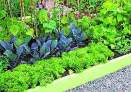 Gdy grządki otoczymy deskami, ziemia nie będzie się wysypywać podczas zbierania warzyw oraz prac pielęgnacyjnych