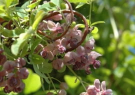 Akebia quinata, akebia pięciolistkowa, pnącza