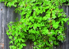 Pędy winnika zmiennego dobrze maskują niezbyt ładny płot.