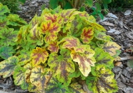 Żuraweczka Heucherella 'Solar Eclipse'