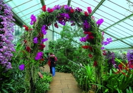 Wysoki trejaż obrośnięty różnymi odmianami storczyka Wanda wygląda jak kwietny łuk triumfalny.