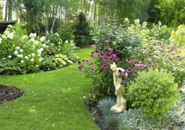 Brzozowy zagajnik na obrzeżach ogrodu jest tłem dla szerokich rabat, na których pysznią się kwitnące krzewy