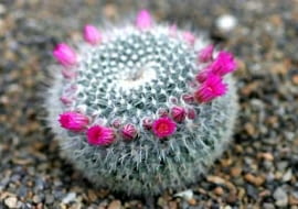 Mammillaria sp.