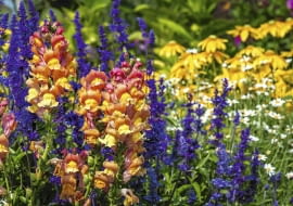 Wyżlin większy (Antirrhinum majus)