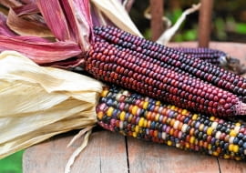 KOLBY KUKURYDZY ozdobnej są kolorowe i bardzo trwałe po wysuszeniu.