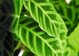 Kalatea paskowana (C. zebrina)