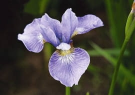 KOSACIEC SYBERYJSKI BEZBRODKOWY IRYS IRIS SIBIRICA ROSLINA WODNA KWIAT FIOLETOWO ZOLTY FOT. LECH KOMARNICKI PUBLIKACJA OGRODY NR SPECJALNY - WODA W OGRODZIE - 6.2003 SLOWA KLUCZOWE: ROSLINY ZDJĘCIE DO WKŁADKI: PUBLIKACJA OGRODY NR SPECJALNY - WODA W OGRODZIE - 6.2003 - CZASOPISMA