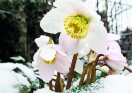 Ciemierniki są popularnymi i... nietypowymi roślinami. Ta ostatnia cecha wynika z ich pory kwitnienia -pierwsze bowiem kwiaty możemy zobaczyć już wpołowie zimy