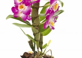 Dendrobium tworzy mięsiste pędy zwane pseudobulwami. Storczyk nawozimy dolistnie lub płynną odżywką, aplikowaną do podłoża.