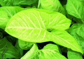 Syngonium 'White Butterfly' to wytrzymałe, bujne pnącze o złocisto-białych liściach.