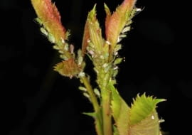 27.06.2002 WARSZAWA ROSLINY ROZA PNACA ZAATAKOWANA PRZEZ MSZYCE FOTO. ARKADIUSZ SCICHOCKI/AGENCJA GAZETA PUBLIKACJA LADNY DOM NUMER SPECJALNY - OGROD 1/2011 - 4 2011