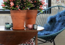 Szlumbergera - grudnik