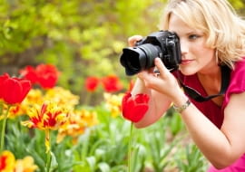 tulipany, ogród, fotografowanie