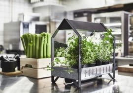 Chcesz mieć zawsze świeże zioła do gotowania? Załóż miniuprawę w swojej kuchni.