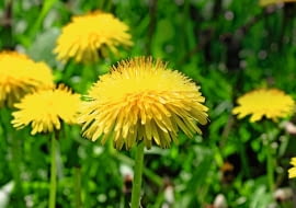 Mniszek lekarski, potocznie nazywany mleczem, ma jadalne korzenie, młode liście i kwiaty.