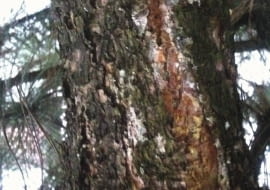 Zmiany chorobowe na pniu sosny.