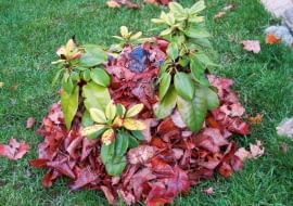 Warstwa liści wokół różanecznika zabezpiecza zimię przed wsychaniem. que porae il eum, ut et ex estrume