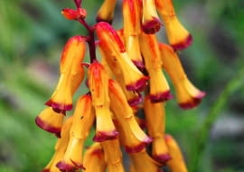 Cape cowslip (Lachenalia alloides, syn. A. tricolor) 'Pearsonii', March