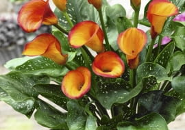 Zantedeschia Fire Dancer SLOWA KLUCZOWE: Calla Calla Lilie Calla-Lilie Feuer Kalla Knollenpflanze Patio Rhizomatous Topf T nzerin Zantedeschia Zantedeschie Zantedeschien Zwiebelgew chs eingetopft gelb knollig orange vertikal Hochformat