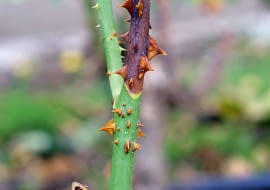Zamieranie pędów (nekroza). Objawy. Na łodygach pojawiają się brunatne plamy powiększające się do dołu pędu, co prowadzi do zamierania całego odgałęzienia. Zabiegi. Wycinamy chore pędy w odległości 1 cm od nekrozy. Pozostawiamy gładką powierzchnię ran. Zabezpieczamy je Fito Plastrem Spray, a całe krzewy profilaktycznie opryskujemy Topsinem M 500 SC lub Rovralem Aquaflo 500 SC.