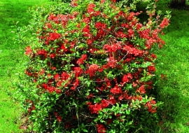 Krzewy pigwowca można ciąć, by ograniczyć ich rozmiary. Warto też usuwać pędy rosnące do środka korony.