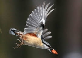 21.02.2009 LODZ , PARK PONIATOWSKIEGO , ZIMA , KOWALIK FOT. MALGORZATA KUJAWKA / AGENCJA GAZETA SLOWA KLUCZOWE: PTAKI
