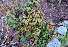 fot.Aneta Żurkowska